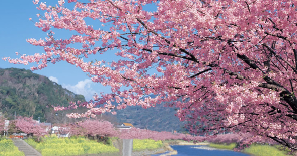 河津桜まつりバスツアー