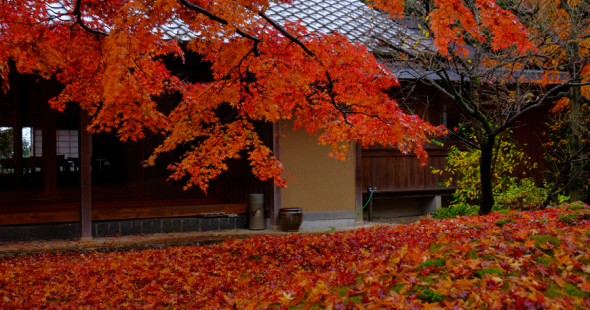 最勝寺・楽法寺（雨引観音）・筑波山神社の茨城県紅葉名所巡り