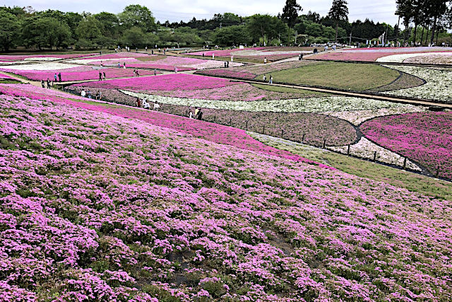 秩父羊山公園の芝桜は、2024年では10種類！