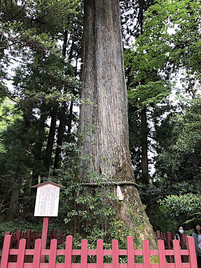 箱根神社の安産杉