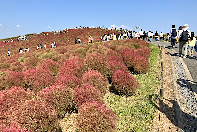 みはらしの丘・コキア