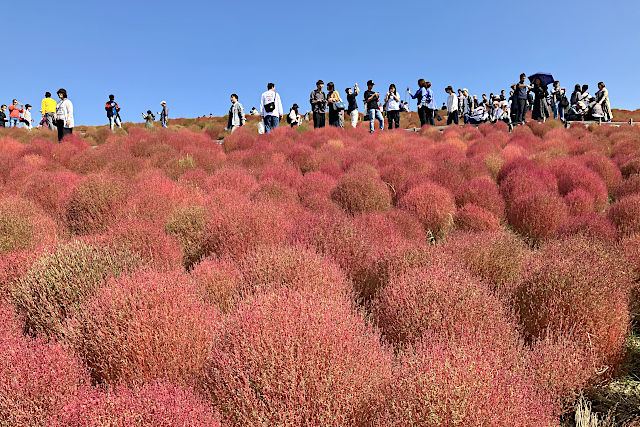 みはらしの丘・コキア