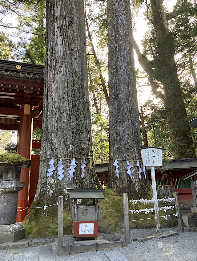 ご神木親子杉