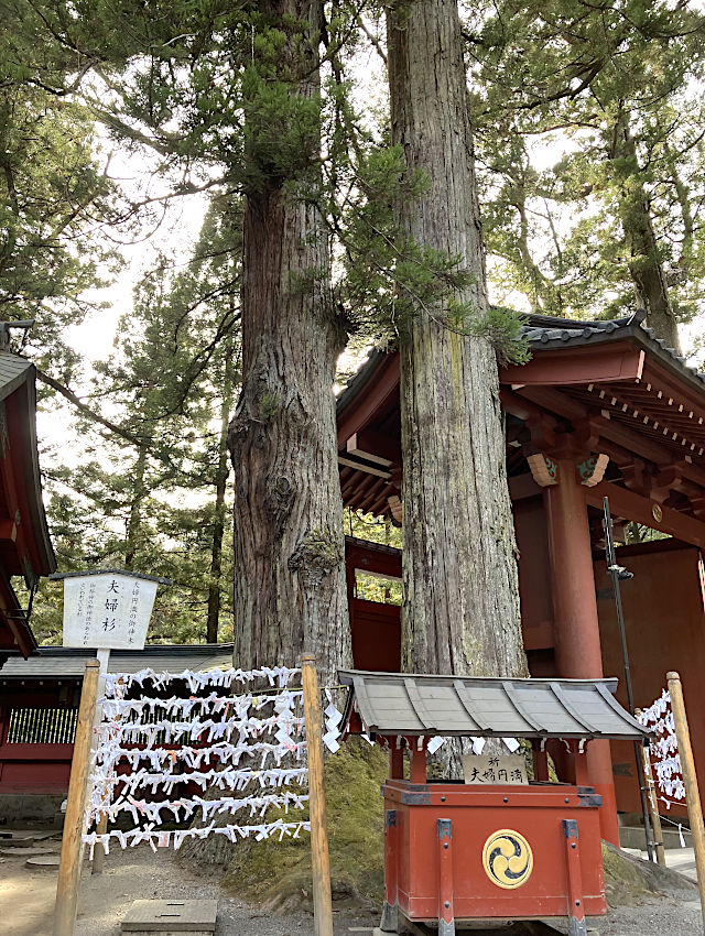 ご神木・夫婦杉