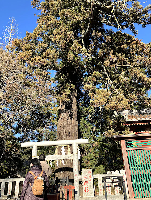 大杉神社のご神木＝三郎杉