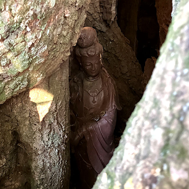 勝馬神社のご神木（観音様）