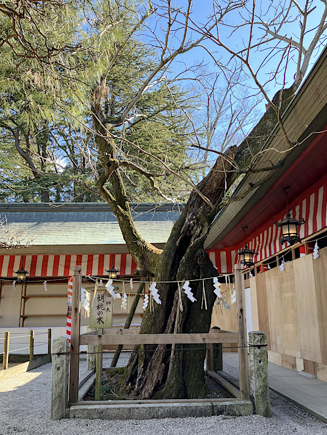 笠間稲荷神社・ご神木の胡桃の木