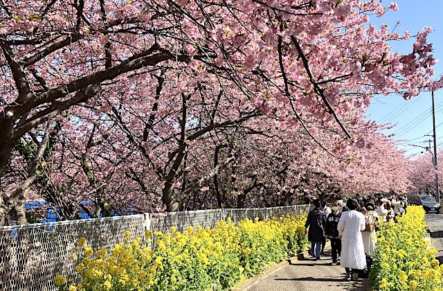 三浦海岸桜まつり