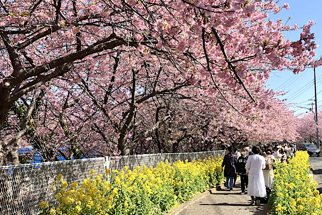 三浦海岸桜まつり