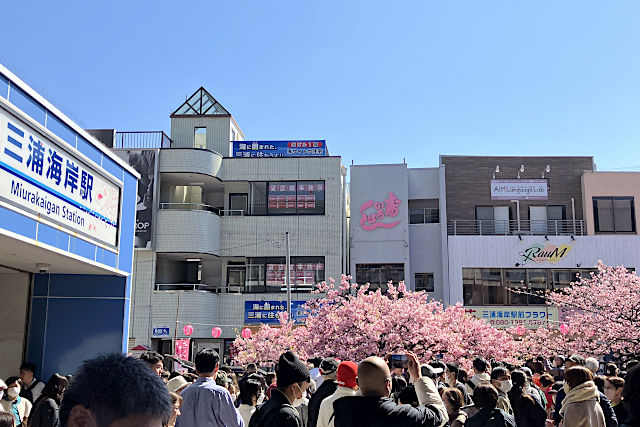 三浦海岸桜まつり