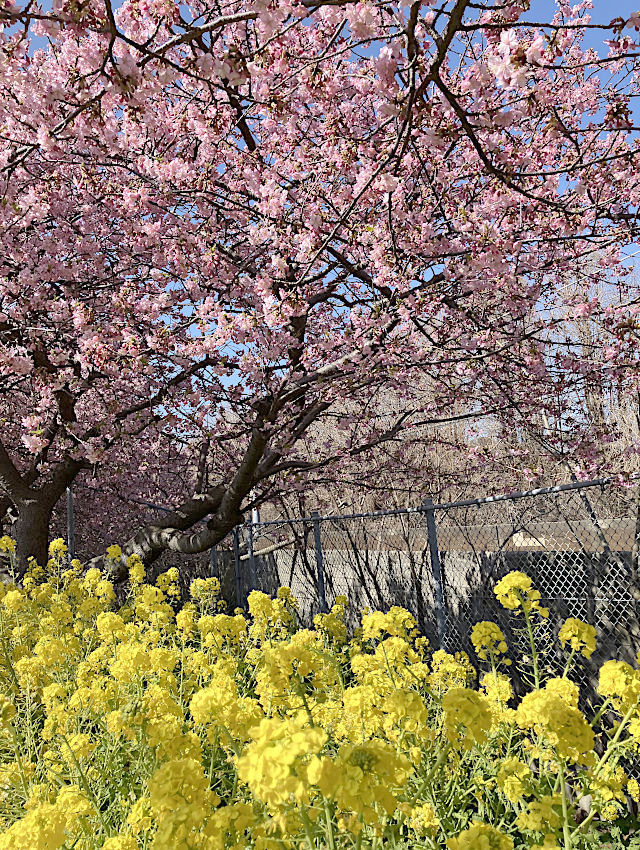 三浦海岸桜まつり