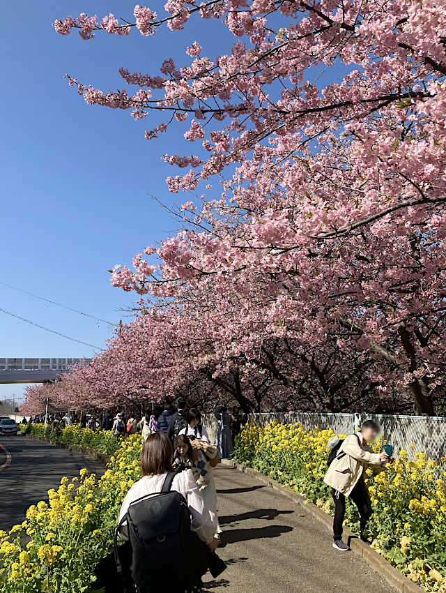 河津桜と菜の花