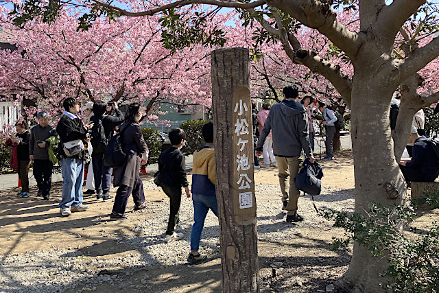 小松ヶ池公園