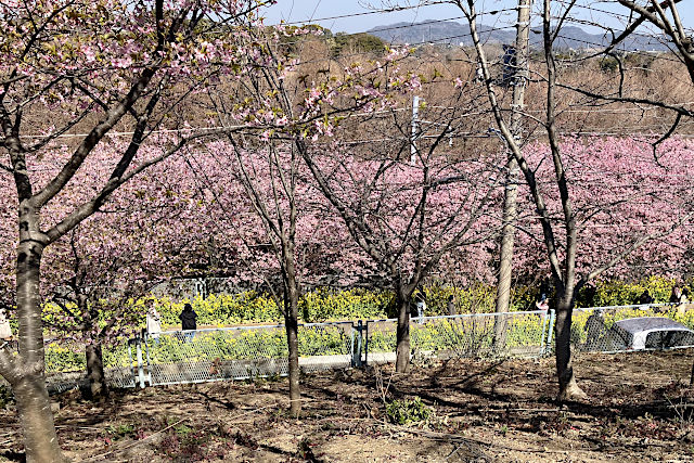 小松ヶ池公園近辺