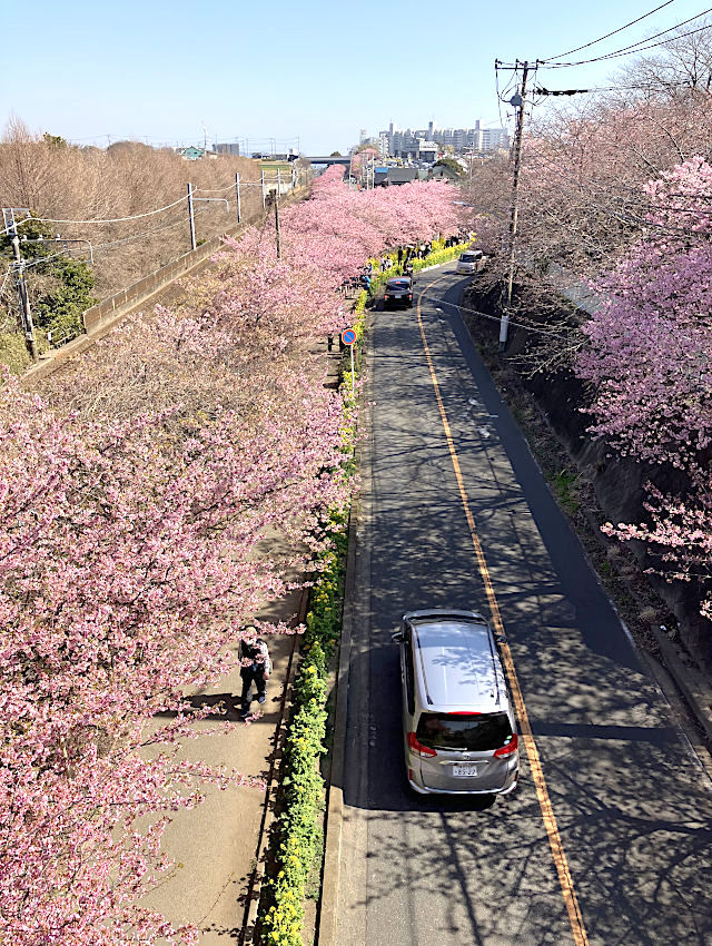 三浦海岸桜まつり