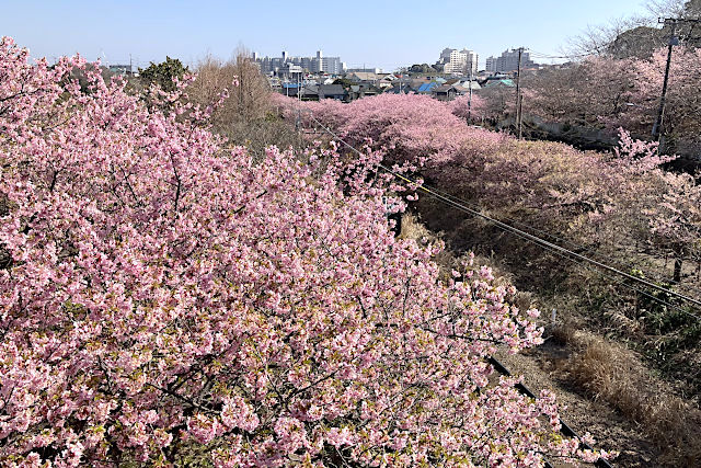 三浦海岸桜まつり