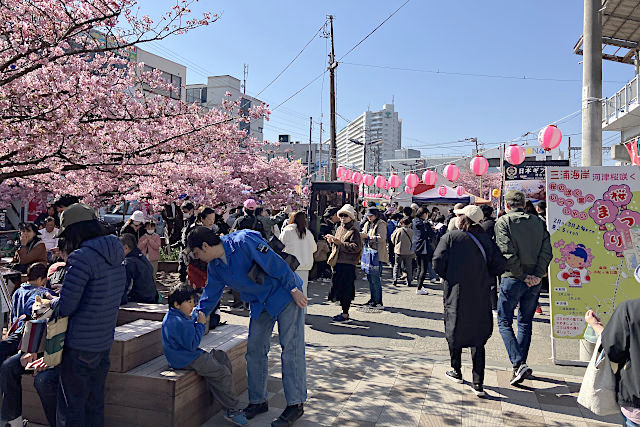 三浦海岸桜まつり