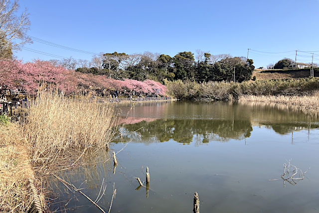 小松ヶ池