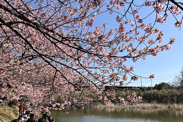 小松ヶ池の河津桜