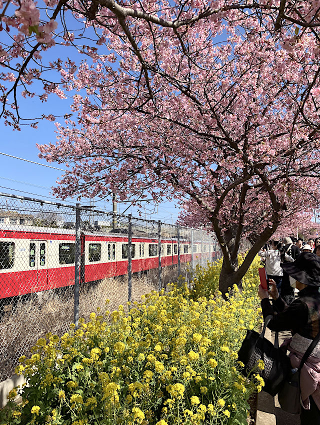 河津桜と菜の花と電車