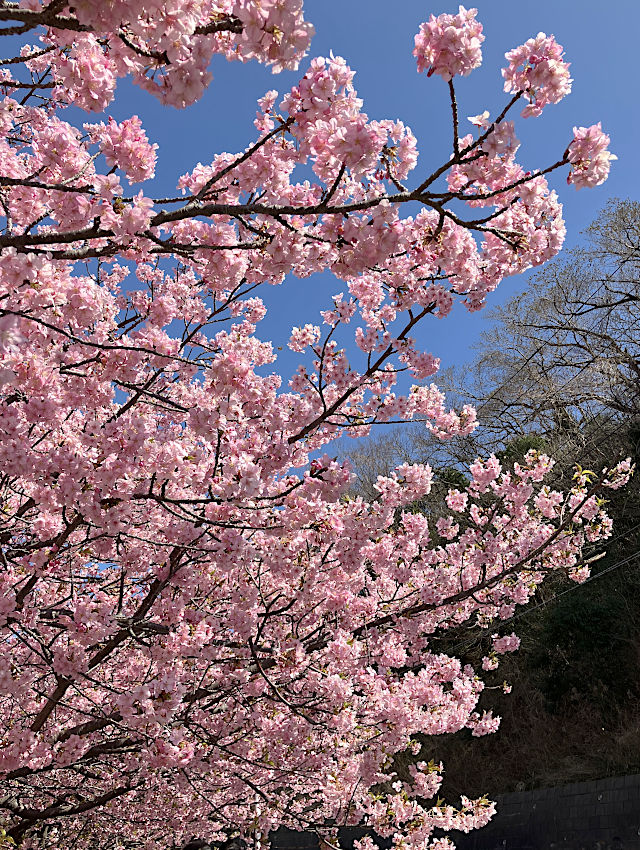 河津桜