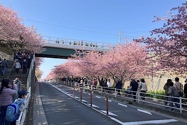 三浦海岸桜まつり