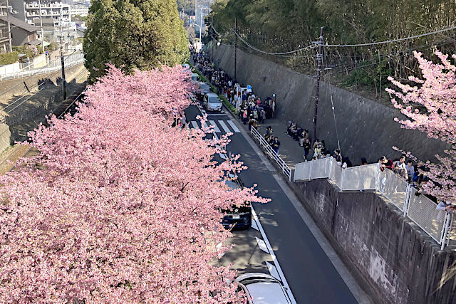 三浦海岸桜まつり