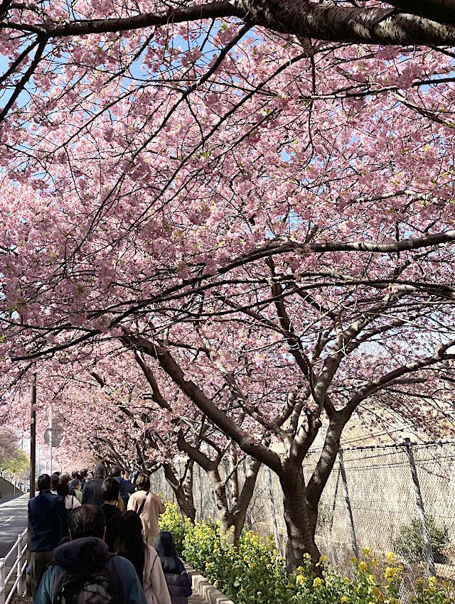 三浦海岸桜まつり