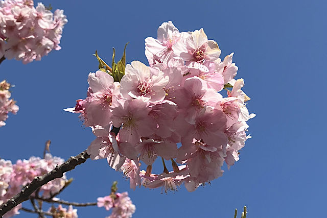 河津桜