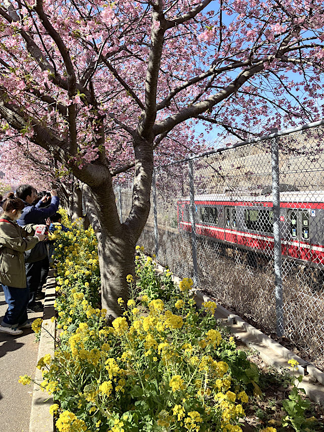 河津桜と菜の花と電車