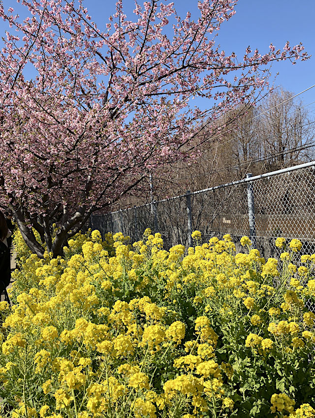 河津桜と菜の花