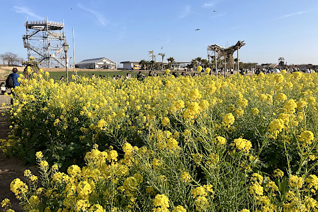 ソレイユの丘・菜の花畑