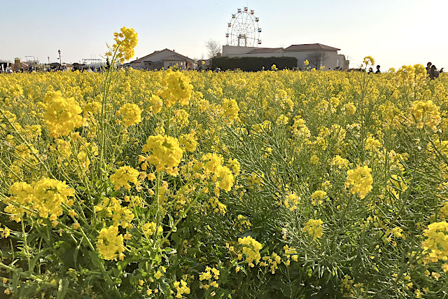 ソレイユの丘・菜の花畑