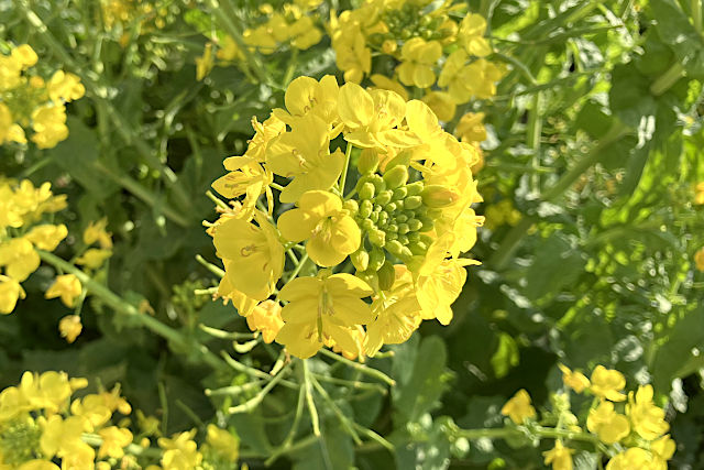 ソレイユの丘・菜の花畑