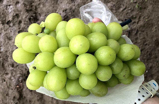 シャインマスカット狩り、信玄餅詰め放題、かぼちゃほうとう御膳の昼食〜山梨の名物を堪能！