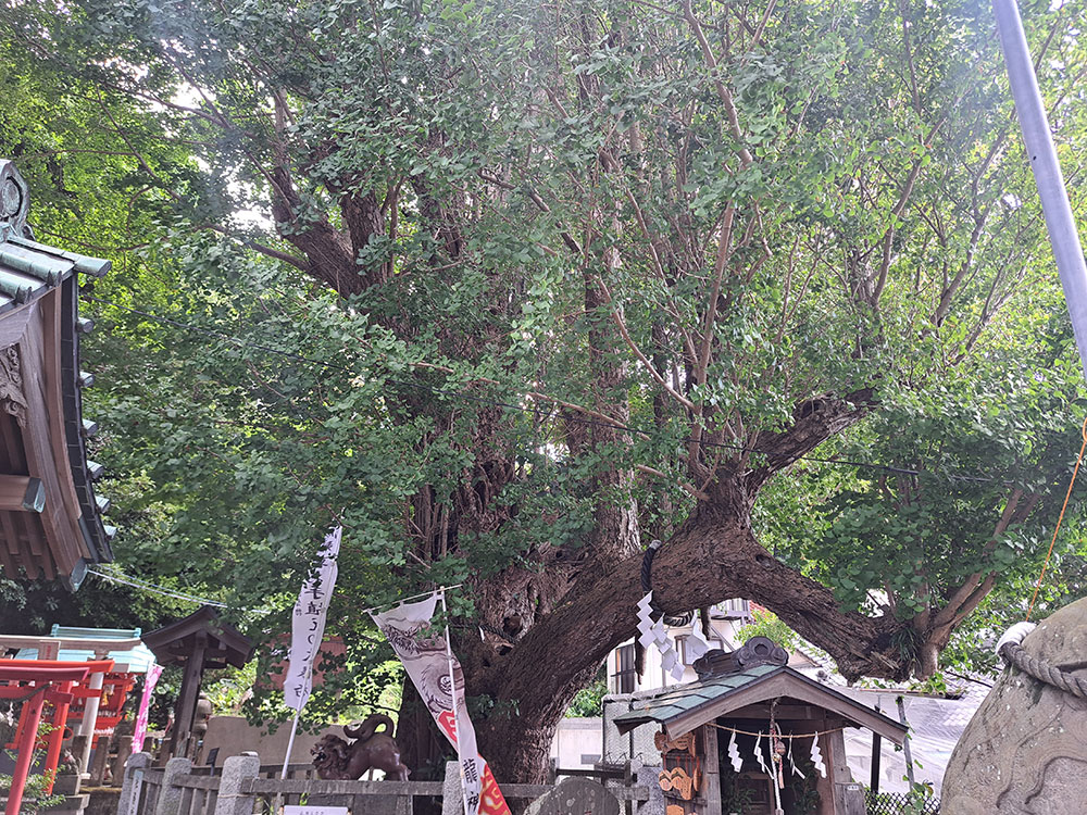 海南神社 龍の顔に見える大銀杏