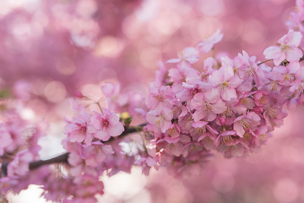 三浦海岸 河津桜まつり