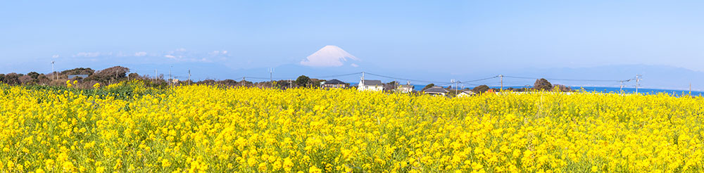 ソレイユの丘　菜の花と富士山