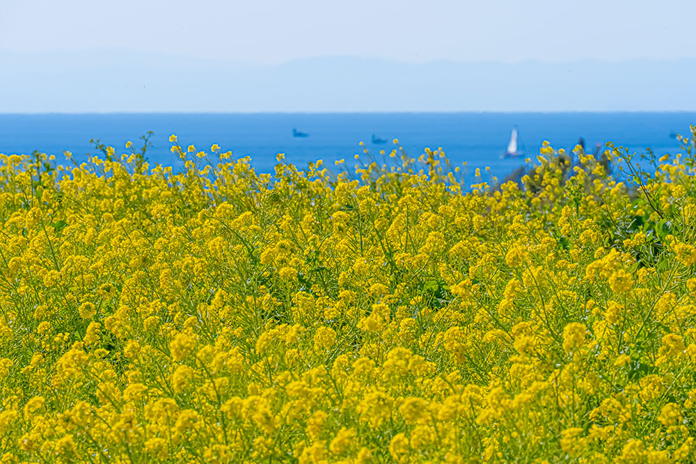 ソレイユの丘 海と菜の花