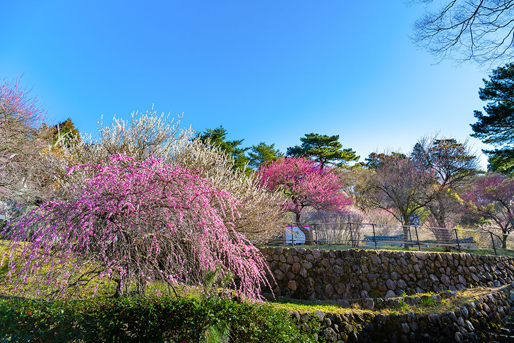 静岡県熱海市 熱海梅園