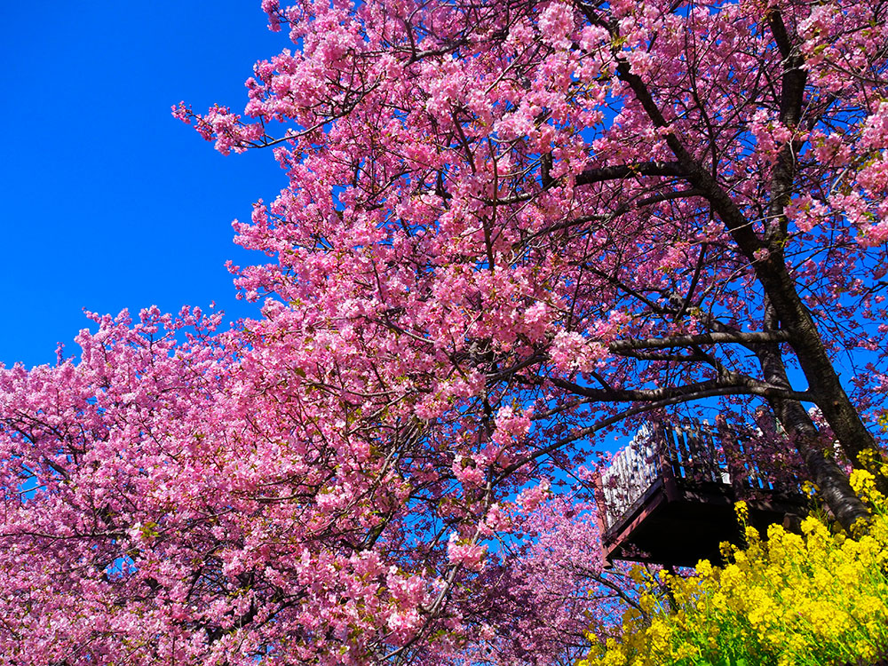 まつだ桜まつり