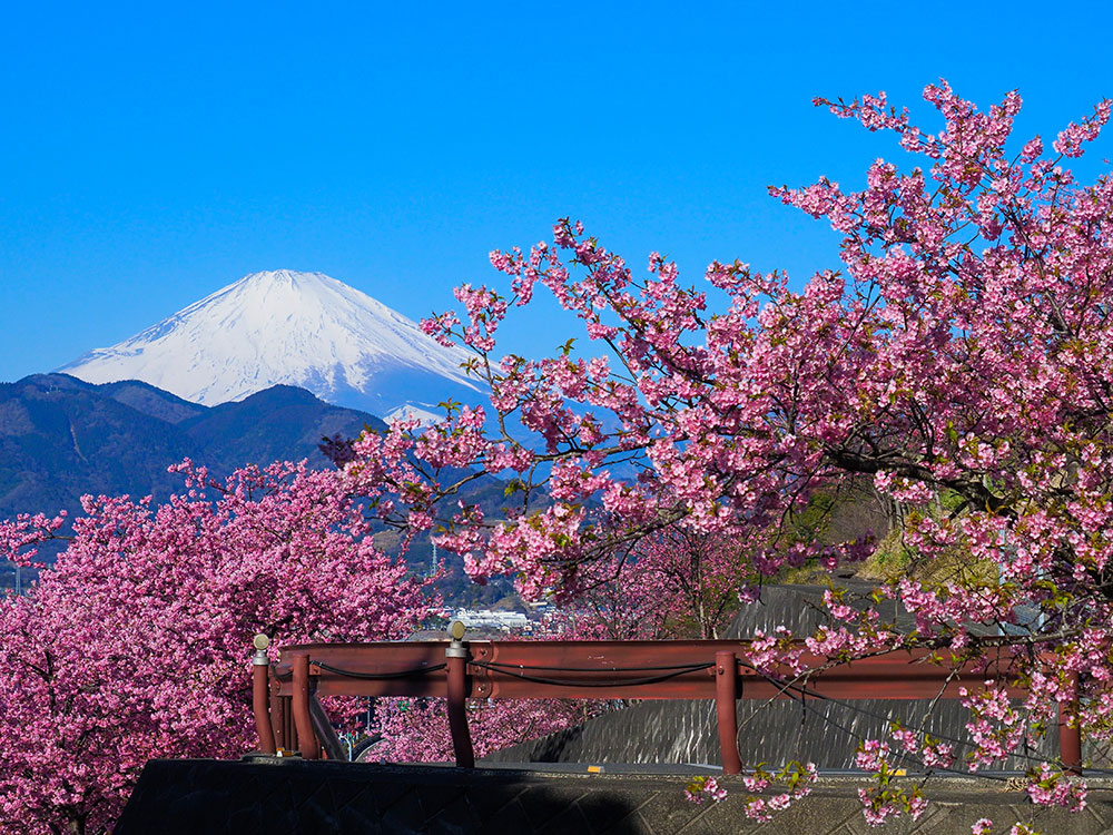 河津桜と富士山の夢の競演