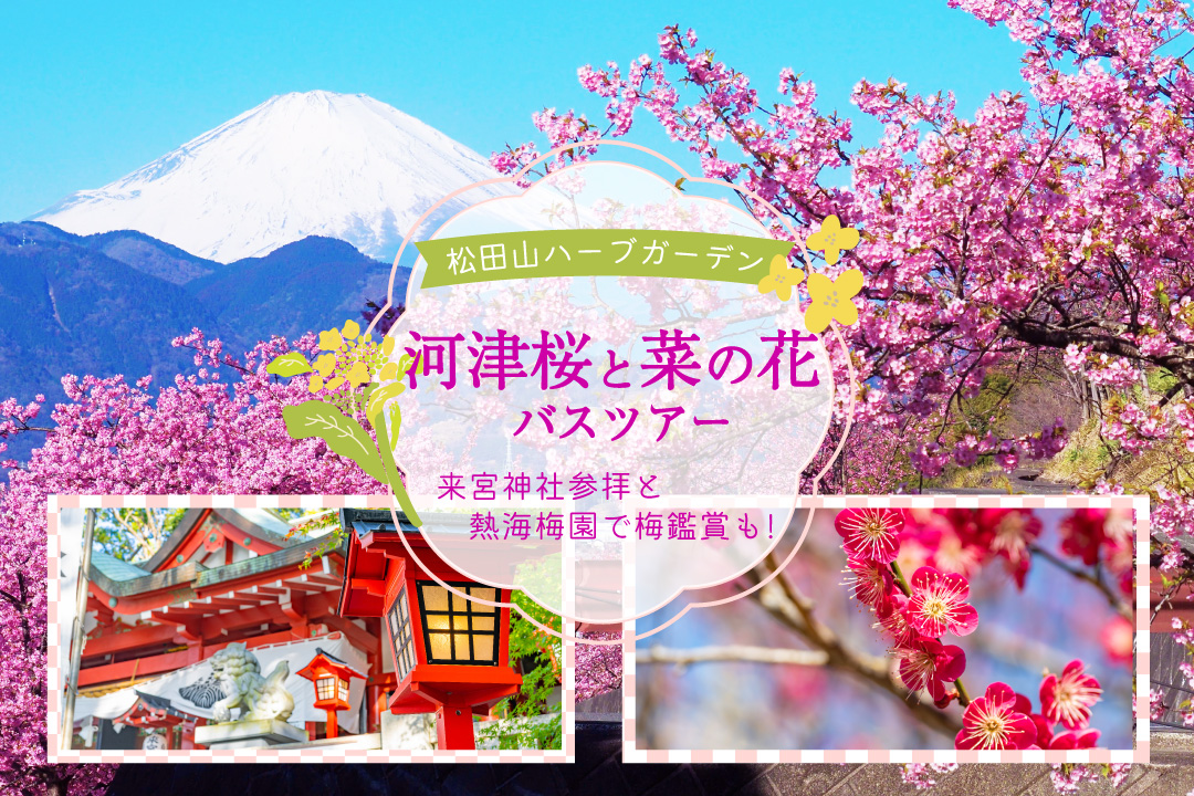 河津桜と菜の花＆熱海梅園！来宮神社参拝バスツアー