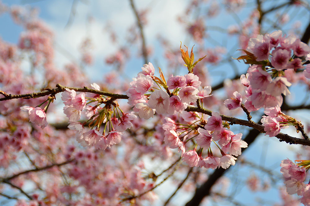 小田原フラワーガーデン 桜