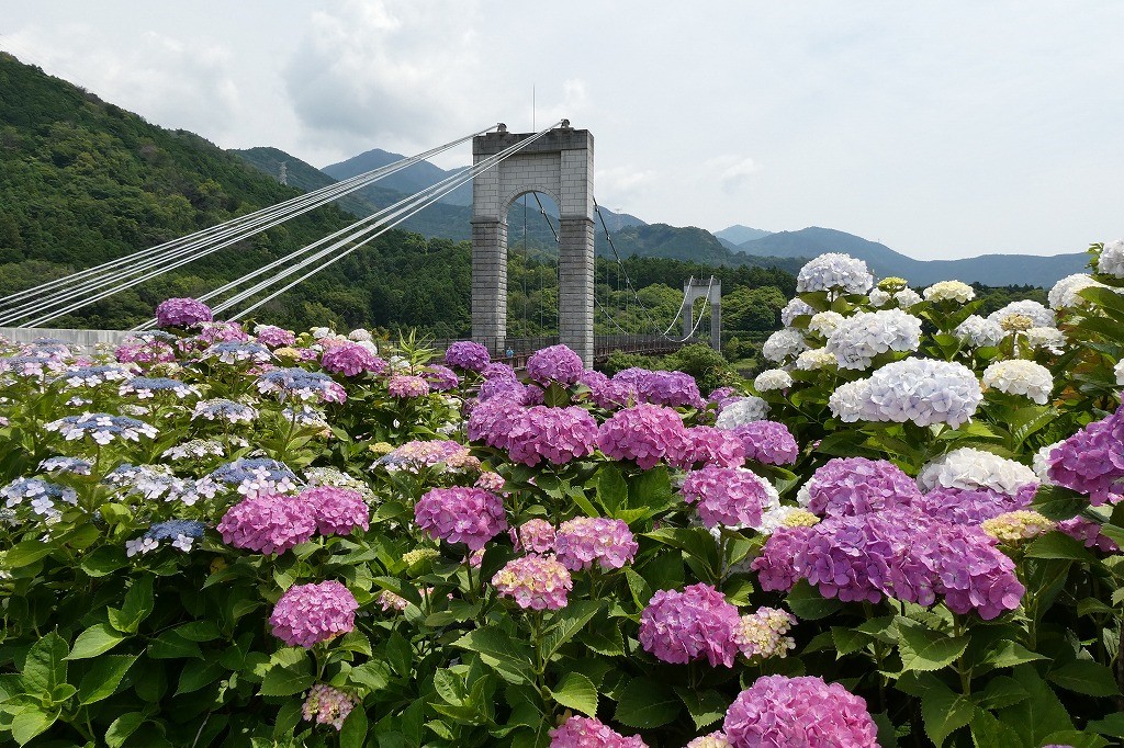 秦野戸川公園 紫陽花