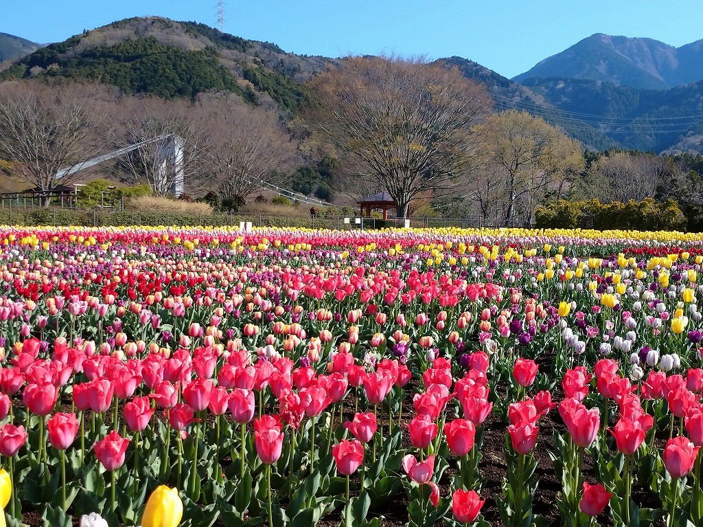 秦野戸川公園 チューリップ