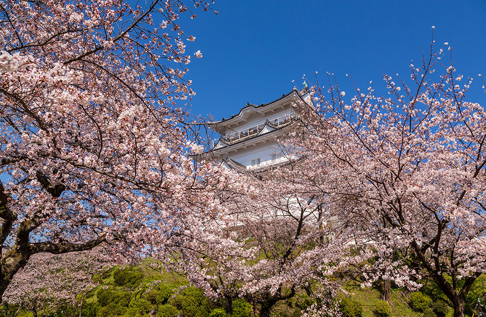 小田原城と桜