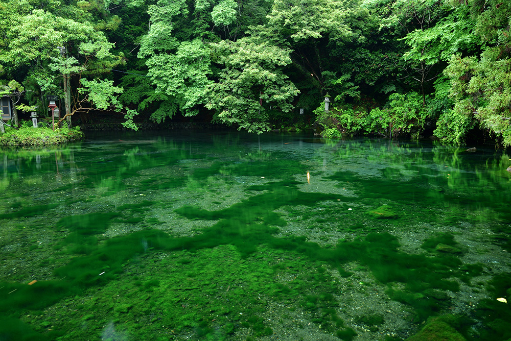 出流原弁天池湧水