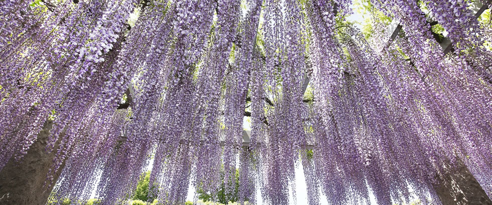 群馬花めぐり 藤のシャンデリア 芝桜にネモフィラと やよいひめ いちご狩りバスツアー 日帰りバスツアー