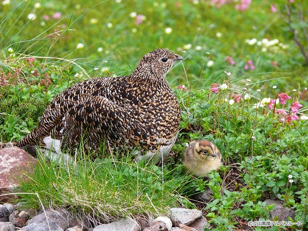 雷鳥親子